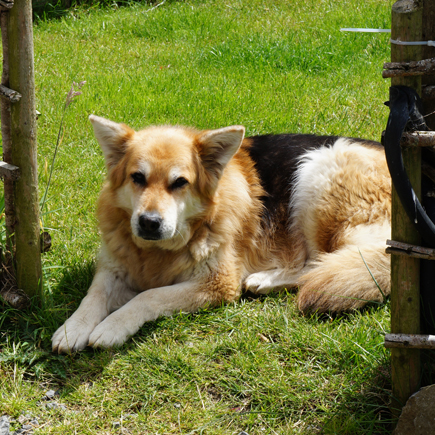hazel in the garden